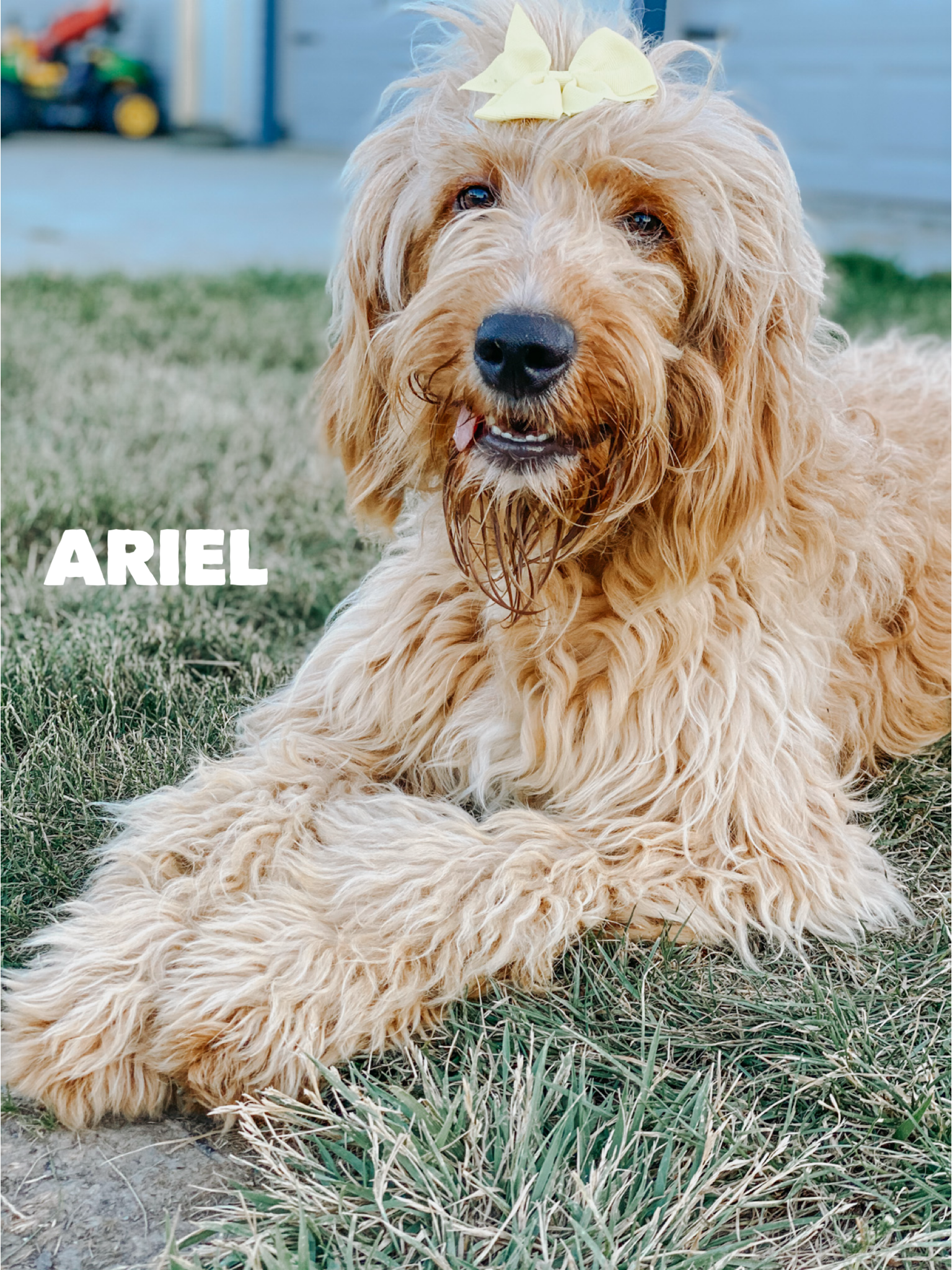 Ariel 